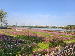 -海珠湖公园