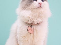 -猫在这儿猫咪咖啡馆·撸猫馆
