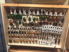 -墨尔本博物馆(Melbourne Museum)