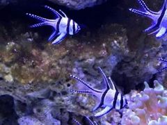 -芜湖新华联大白鲸海洋公园