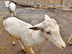 -北京鹿世界主题园