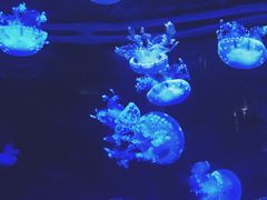 -左海海底世界