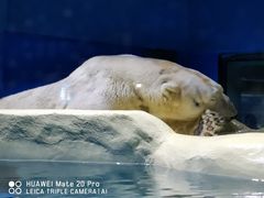 -大连圣亚海洋世界