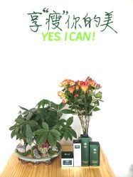 -歌曼丽草本减重