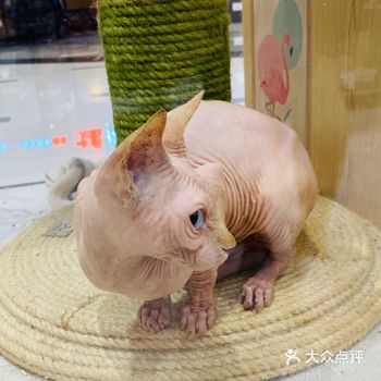 之前来的时候，猫咪都不叫，安静地看着你，安静地睡觉