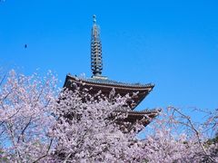 -醍醐寺