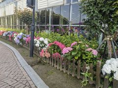 -荷兰花海