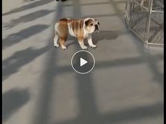 -宠物之家Pets Home 宠物寄养酒店