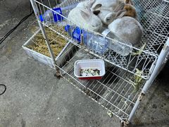 -中环花鸟鱼虫市场