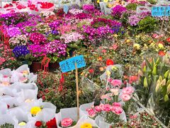 -桂林市花鸟市场