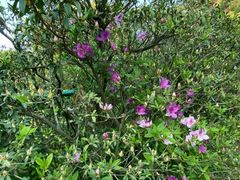 -梧桐山风景名胜区