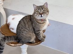 -共舞时光猫咖·狗咖(新街口店)