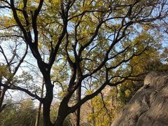 -青岛崂山太清宫