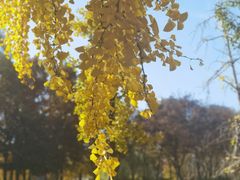 -新虹桥中心花园