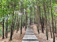 -火炉山森林公园