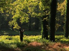 -黄海国家森林公园