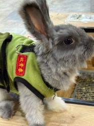 -神奇动物撸宠馆·羊驼·小浣熊·异宠(豫园店)