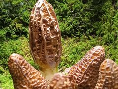 -野·大山里野生菌石锅土鸡(益田假日店)