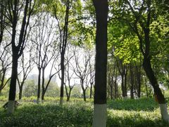 -重庆彩云湖湿地公园