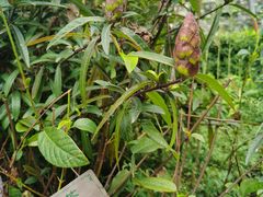 -广州神农草堂中医药博物馆