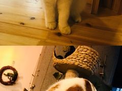 -共舞时光猫咖·狗咖(新街口店)