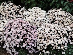 -杭州植物园