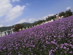 -玫瑰海岸文化旅游度假区