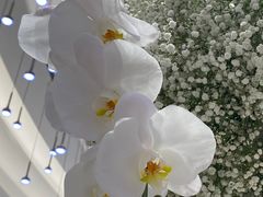 -泓历皇朝酒店(东亭店)