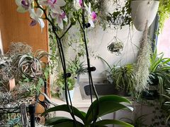 -双季花艺园艺市场(浦东店)