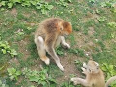 -西安秦岭野生动物园