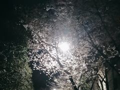 -武汉大学-樱园