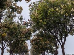 -汉长安城未央宫国家考古遗址公园