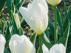 -长春公园(普阳街道)