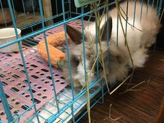-志龙皇冠吃货椰子铺