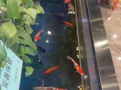 -洞庭家宴·头牌甲鱼(广渠门店)