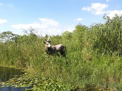 -溱湖国家湿地公园