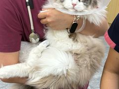 -美联众合爱康动物医院•复杂内科•肿瘤科•牙科•腔镜诊疗中心