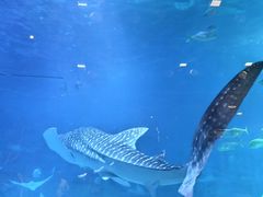 -烟台海昌鲸鲨海洋公园