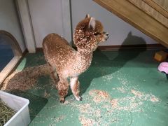 -藦茜花园宠物主题亲子互动体验馆(国顺东路店)