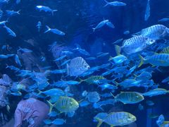 -海合安成都极地海洋公园
