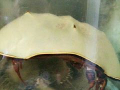 -浪琴湾尾角仔海鲜坊