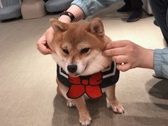 -逗柴咖啡屋·狗咖猫咖宠物桌游