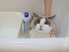 -momokira米努特·德文卷毛猫·棉花面纱犬