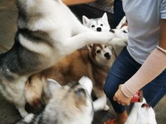 -TrueLove @ Neverland (Husky Cafe)