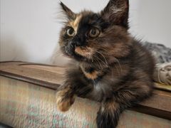 -纳吉亚猫专科动物诊疗中心(蒋宅口分院)