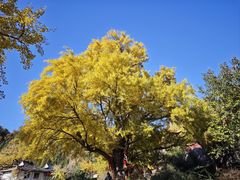 -遵化市禅林寺古银杏风景园