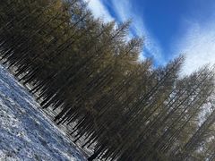 -塞罕坝国家级自然保护区