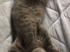 -东方名猫馆·英短金渐层布偶猫舍(环线广场1号楼店)