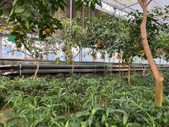 -南宫五洲植物乐园