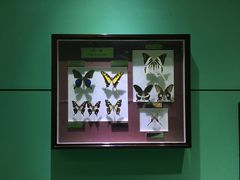 -上海昆虫博物馆